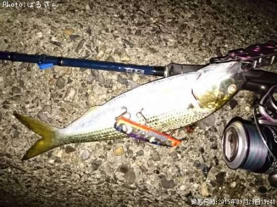 三重県のコノシロのポイントはどこ 釣れるシーズンやルアー釣り情報や釣果発信中 即戦力釣り情報