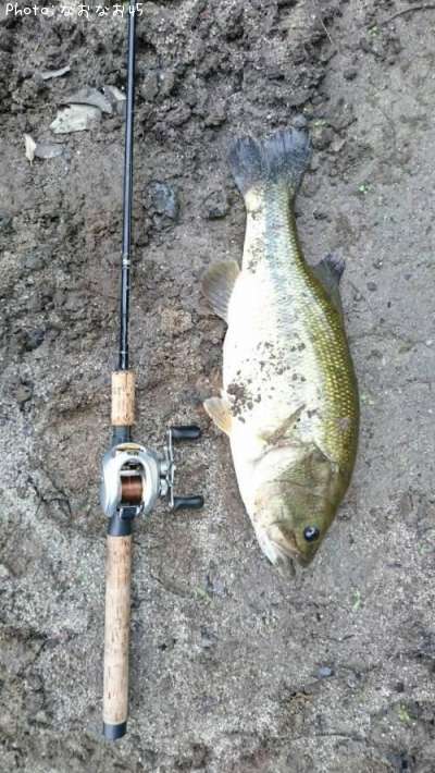 京都府でブラックバスが釣れるポイントはどこ 釣れるシーズンやルアー釣り情報や釣果発信中 即戦力釣り情報