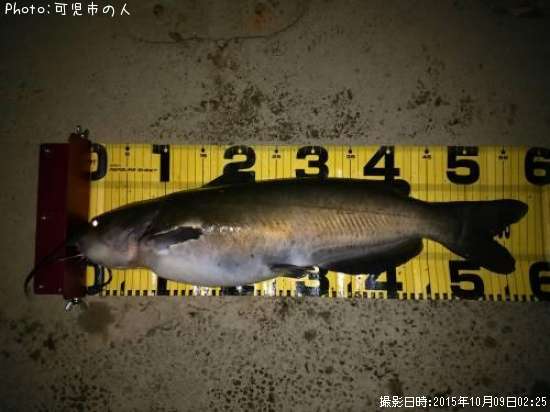 知りたい 京都府のチャネルキャットフィッシュ釣り情報を発信中 ポイントからシーズンやルアーまで釣果情報 即戦力釣り情報