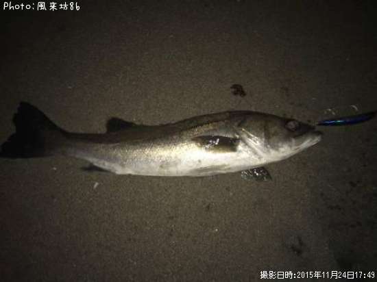 �����ե����Х�