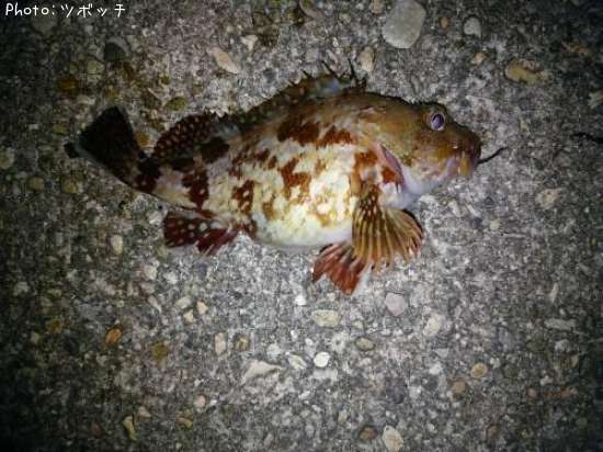 カサゴ釣果 | ポイント富山県射水市:2015年12月6日21時50分 | ツ ...