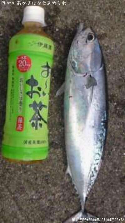 ソウダガツオ35cm 釣果情報 福島県相馬市 09年10月4日8時 あかさはなたまやらわ 即戦力釣り情報 ソウダガツオ35cm 釣果情報 福島県相馬市 09年10月4日8時 あかさはなたまやらわ 即戦力釣り情報