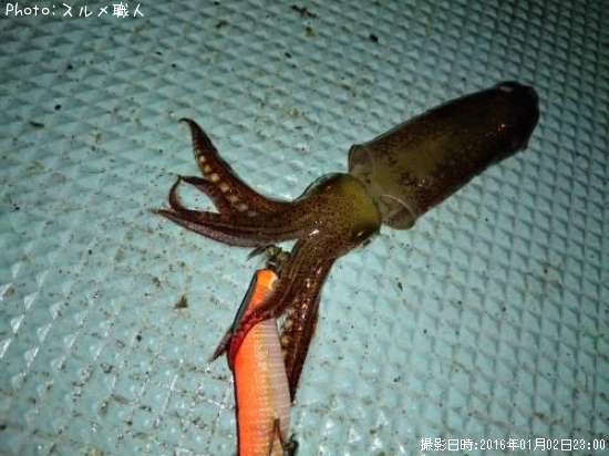 ベイカ10cm 釣果情報 岡山県倉敷市 16年1月2日23時 スルメ職人 即戦力釣り情報