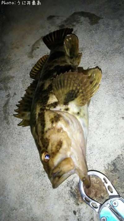 �٥å�������