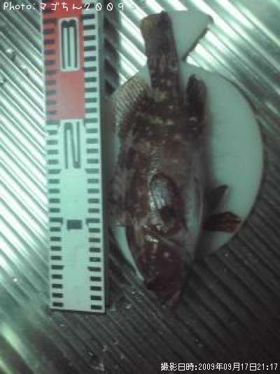 キジハタ30cm 釣果情報 新潟県糸魚川市 09年9月17日21時 マゴちん２００９ 即戦力釣り情報