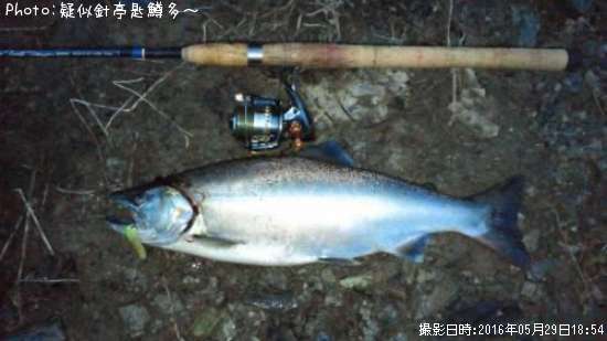日本全国でサツキマスが釣れるポイントはどこ 釣れるシーズンやルアー釣り情報や釣果発信中 即戦力釣り情報