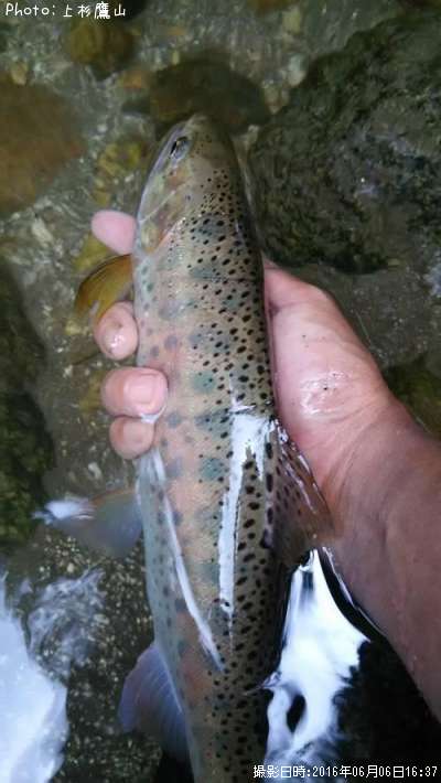 ヤマメ32cm 釣果情報 佐賀県鳥栖市 16年6月6日16時 上杉鷹山 即戦力釣り情報