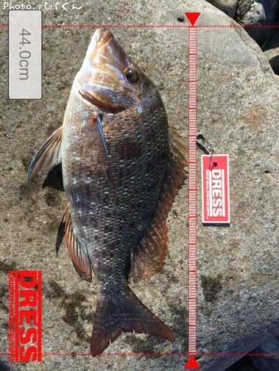 知りたい 高知県のハマフエフキ釣り情報を発信中 ポイントからシーズンやルアーまで釣果情報 即戦力釣り情報