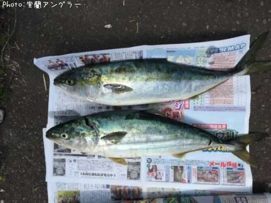 ブリ0cm 釣果情報 北海道兜千畳敷 16年7月5日10時 室蘭アングラー 即戦力釣り情報