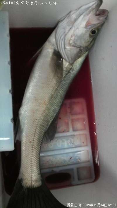 シーバス53cm 釣果情報 茨城県鹿嶋ヘッドランド 09年11月4日12時 えく Fishing 即戦力釣り情報