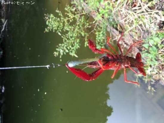 愛知県アメリカザリガニ釣り情報まとめ ポイントからルアーまで釣果情報 即戦力釣り情報