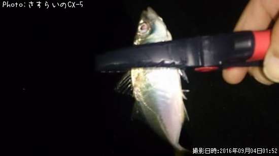 アジ13cm 釣果情報 千葉県勝浦市 16年9月4日1時 さすらいのcx 5 即戦力釣り情報