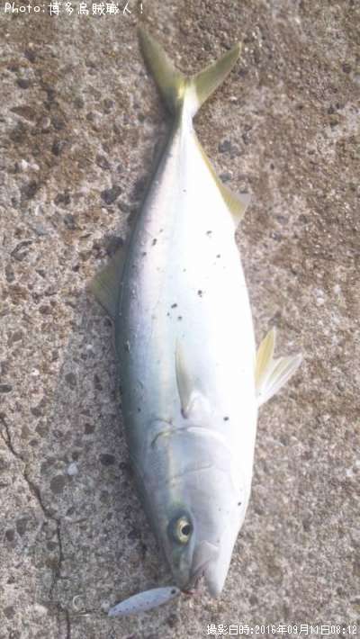 ヤズ（鰤の若魚）、ムツ、カサゴ、アオリイカ40cm】釣果情報:長崎県平戸市 獅子漁港:[2016年9月11日6時] | 博多烏賊職人！ |  即戦力釣り情報