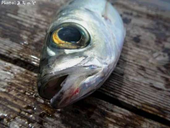 沖縄県のガチュン メアジ のポイントはどこ 釣れるシーズンやルアー釣り情報や釣果発信中 即戦力釣り情報