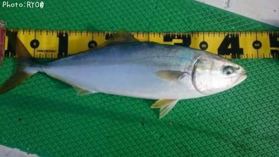 知りたい 茨城県のワカシ釣り情報を発信中 ポイントからシーズンやルアーまで釣果情報 即戦力釣り情報