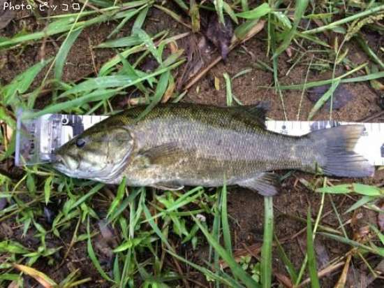 スモールマウスバス35cm 釣果情報 滋賀県蒲生郡日野町 16年9月18日14時 ピッコロ 即戦力釣り情報