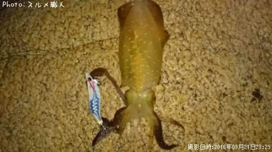 �����ꥤ��