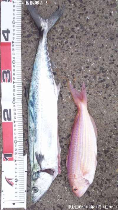 サゴシ51cm】釣果情報:長崎県松浦市鷹島町 船唐津漁港:[2016年10月16日10時] | 博多烏賊職人！ | 即戦力釣り情報
