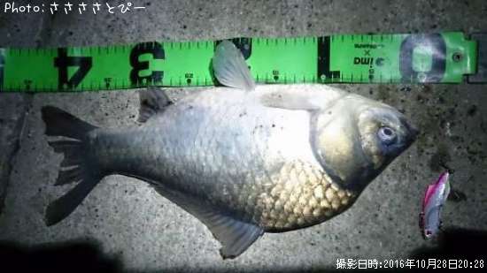 知りたい 千葉県のマブナ釣り情報を発信中 ポイントからシーズンやルアーまで釣果情報 即戦力釣り情報