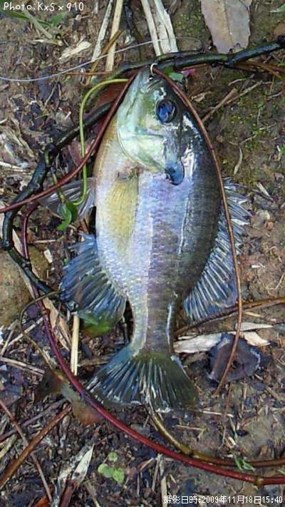 知りたい 大分県のブルーギル釣り情報を発信中 ポイントからシーズンやルアーまで釣果情報 即戦力釣り情報 知りたい 大分県のブルーギル釣り情報を発信中 ポイントからシーズンやルアーまで釣果情報 即戦力釣り情報