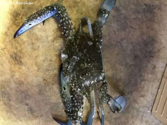 ガザミ18cm 釣果情報 岡山県倉敷市 16年11月5日13時 Macchan 即戦力釣り情報 ガザミ18cm 釣果情報 岡山県倉敷市 16年11月5日13時 Macchan 即戦力釣り情報