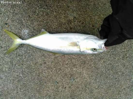 フクラギ35cm 釣果情報 富山県魚津市 16年12月14日12時 Aixxi 即戦力釣り情報 フクラギ35cm 釣果情報 富山県魚津市 16年12月14日12時 Aixxi 即戦力釣り情報