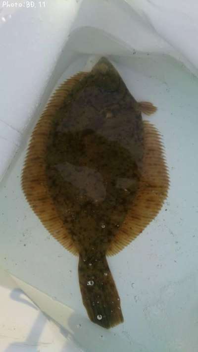 カレイ38cm 釣果情報 広島県倉橋 17年2月17日14時 11 即戦力釣り情報 カレイ38cm 釣果情報 広島県倉橋 17年2月17日14時 11 即戦力釣り情報