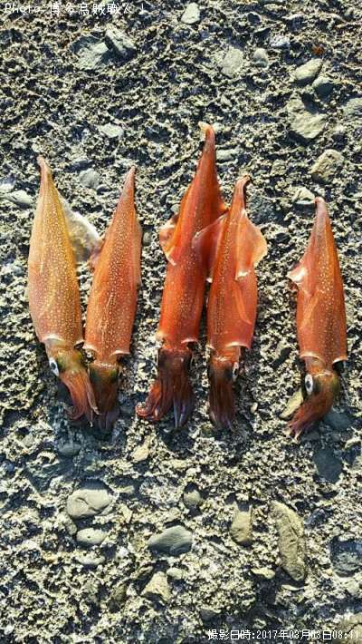 ヤリイカ80cm 釣果情報 佐賀県唐津市 小川島 17年3月3日8時 博多烏賊職人 即戦力釣り情報
