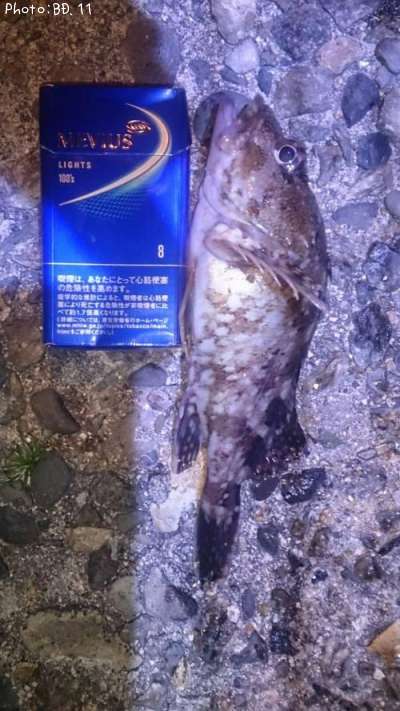 カサゴ18cm 釣果情報 広島県鹿島 17年3月11日2時 11 即戦力釣り情報