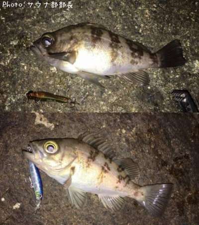 メバル15cm 釣果情報 兵庫県赤穂市 17年4月26日10時 サウナ部部長 即戦力釣り情報 メバル15cm 釣果情報 兵庫県赤穂市 17年4月26日10時 サウナ部部長 即戦力釣り情報