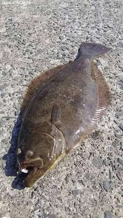 ヒラメ51cm 釣果情報 千葉県銚子 17年5月日7時 Akakin 即戦力釣り情報