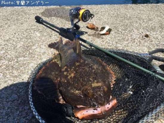 カジカ釣果 ポイント北海道室蘭 17年5月19日13時1分 室蘭アングラー 即戦力釣り情報