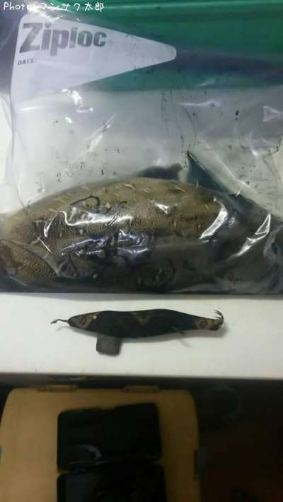 紋甲イカ660g 釣果情報 大分県別府市 17年5月21日18時 マンサク太郎 即戦力釣り情報 紋甲イカ660g 釣果情報 大分県別府市 17年5月21日18時 マンサク太郎 即戦力釣り情報