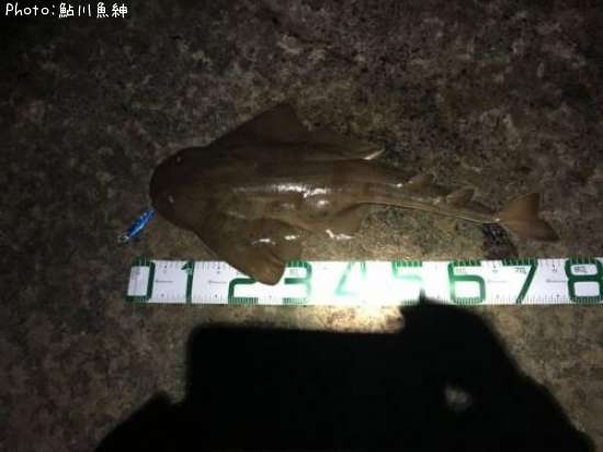 知りたい 青森県のカスザメ釣り情報を発信中 ポイントからシーズンやルアーまで釣果情報 即戦力釣り情報 知りたい 青森県のカスザメ釣り情報を発信中 ポイントからシーズンやルアーまで釣果情報 即戦力釣り情報