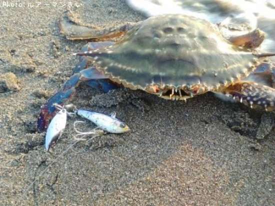 カニ0cm 釣果情報 宮城県仙台市 17年5月30日7時 ルアーマンきい 即戦力釣り情報