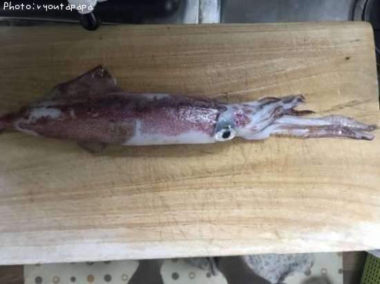 知りたい 千葉県のケンサキイカ釣り情報を発信中 ポイントからシーズンやルアーまで釣果情報 即戦力釣り情報 知りたい 千葉県のケンサキイカ釣り情報を発信中 ポイントからシーズンやルアーまで釣果情報 即戦力釣り情報