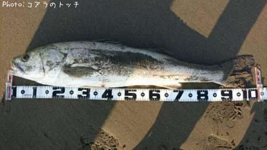 宮城県でシーバスが釣れるポイントはどこ 釣れるシーズンやルアー釣り情報や釣果発信中 即戦力釣り情報