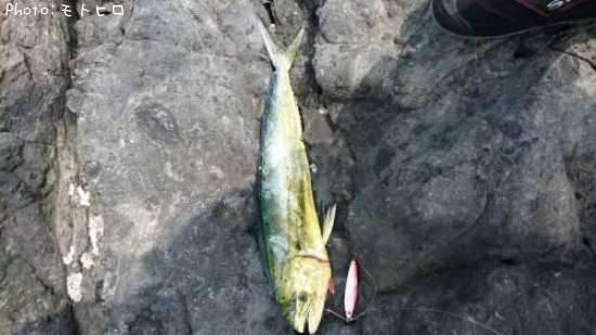 シイラ ペンペン 40cm 釣果情報 静岡県伊豆の地磯 17年7月31日10時 モトヒロ 即戦力釣り情報