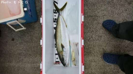 ヒラマサ74cm 釣果情報 静岡県南伊豆町 17年8月14日8時 モトヒロ 即戦力釣り情報