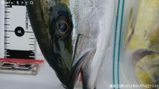 ヒラマサ74cm 釣果情報 静岡県南伊豆町 17年8月14日8時 モトヒロ 即戦力釣り情報