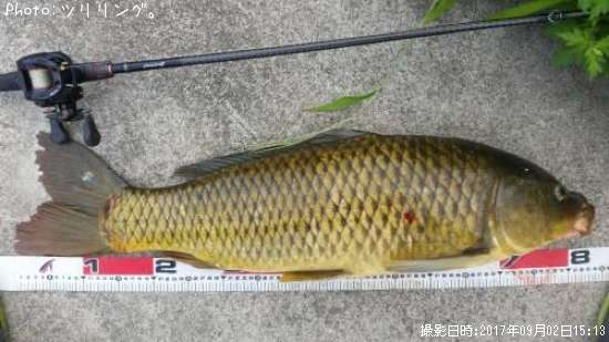 鯉84cm 釣果情報 石川県金沢 17年9月2日15時 ツリリング 即戦力釣り情報 鯉84cm 釣果情報 石川県金沢 17年9月2日15時 ツリリング 即戦力釣り情報