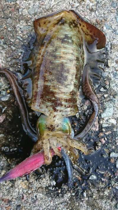 アオリイカ16cm 釣果情報 新潟県佐渡市 17年9月10日6時 サドガシマン太郎 即戦力釣り情報