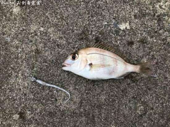 知りたい 青森県のタイ チャリコ 釣り情報を発信中 ポイントからシーズンやルアーまで釣果情報 即戦力釣り情報