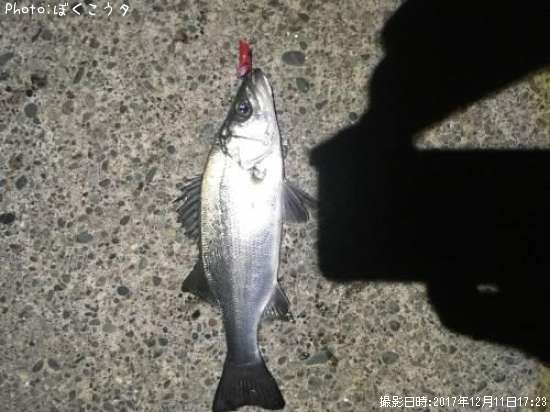 シーバス釣果 ポイント静岡県浜名湖 17年12月11日17時23分 ぼくこうタ 即戦力釣り情報