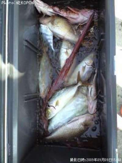 ネイリ カンパチ幼魚 45cm 釣果情報 高知県宿毛湾 09年9月9日15時 ケロロ 即戦力釣り情報
