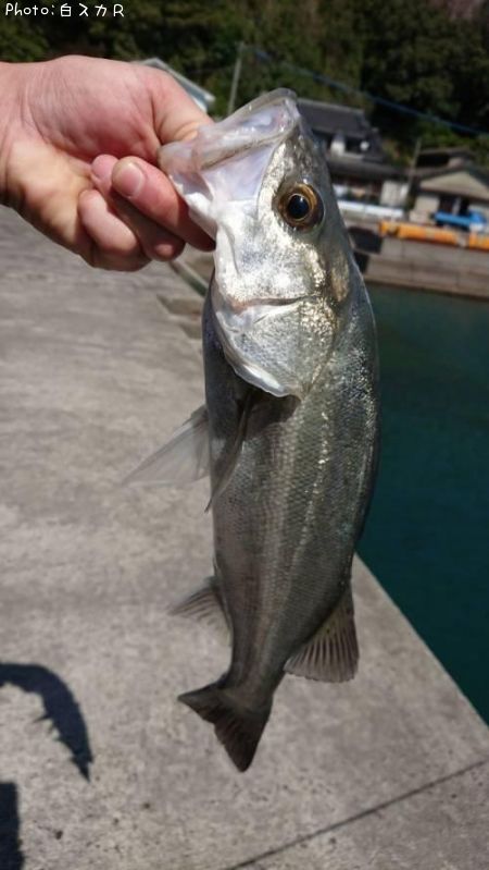 シーバス釣果 ポイント熊本県芦北 18年3月17日14時24分 白スカr 即戦力釣り情報 シーバス釣果 ポイント熊本県芦北 18年3月17日14時24分 白スカr 即戦力釣り情報
