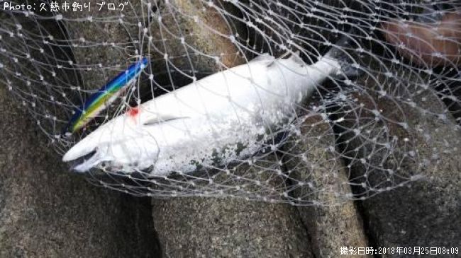 サクラマス53cm 釣果情報 岩手県普代 18年3月25日8時 久慈市釣りブログ 即戦力釣り情報