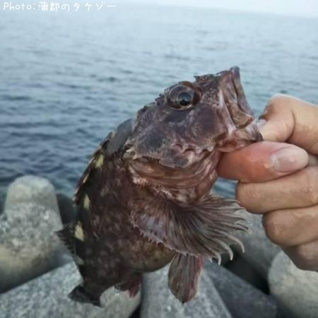 カサゴ釣果 ポイント愛知県蒲郡西浦 18年4月22日5時8分 蒲郡のタケゾー 即戦力釣り情報