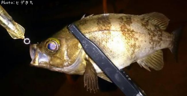 メバル22cm 釣果情報 山口県周防大島 18年4月24日0時 ヒデきち 即戦力釣り情報