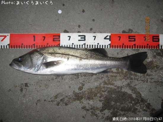 シーバス55cm 釣果情報 高知県高知市葛島 10年1月8日17時 まいくろまいくろ 即戦力釣り情報 シーバス55cm 釣果情報 高知県高知市葛島 10年1月8日17時 まいくろまいくろ 即戦力釣り情報